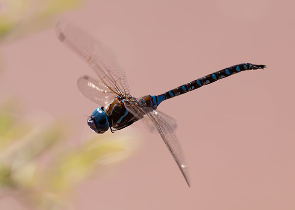 Blue-eyed Darner Rhionaeschna multicolor Dragonfly   