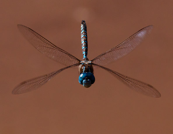 Blue-eyed Darner Rhionaeschna multicolor Dragonfly   