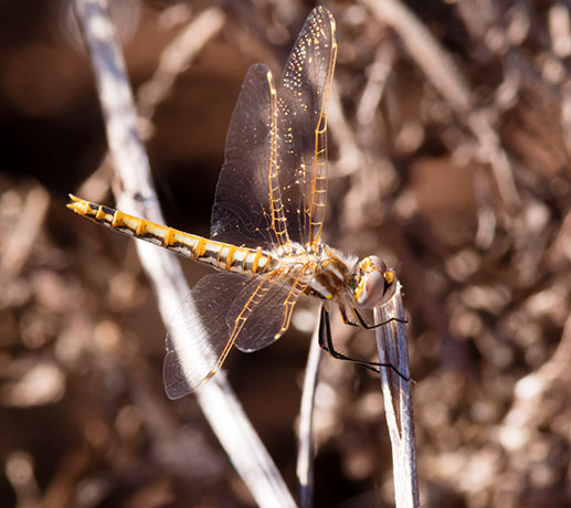 Variegated Meadowhawk Sympetrum corruptum  Dragonfly   
