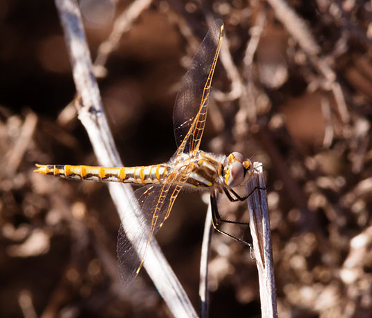 Variegated Meadowhawk Sympetrum corruptum  Dragonfly   