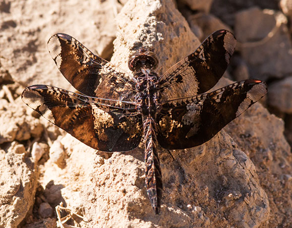 Filigree Skimmer Pseudoleon Superbus  Dragonfly   