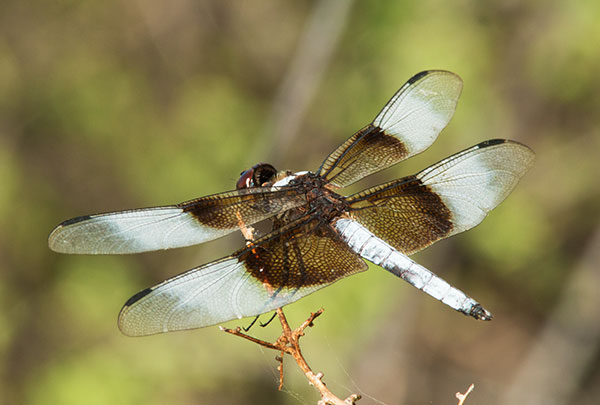 Widow Skimmer Libellula luctuosa Dragonfly