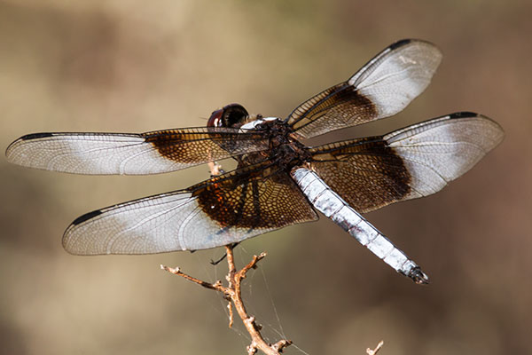Widow Skimmer Libellula luctuosa Dragonfly