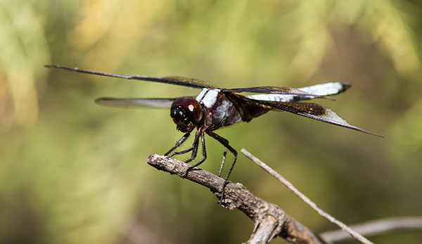 Widow Skimmer Libellula luctuosa Dragonfly