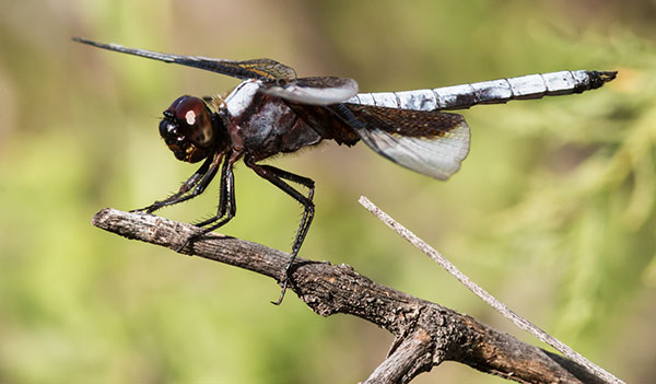 Widow Skimmer Libellula luctuosa Dragonfly