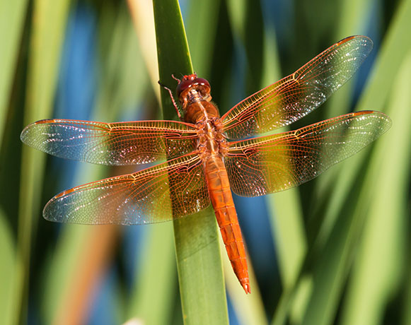 Flame Skimmer Libellula saturata Dragonfly