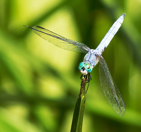 Dragonfly   