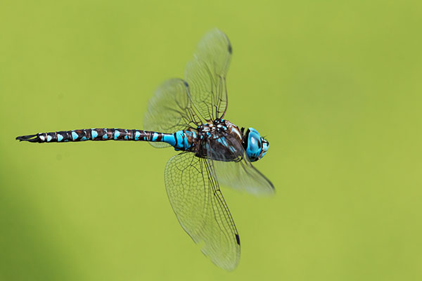 Blue-eyed Darner Rhionaeschna multicolor Dragonfly   