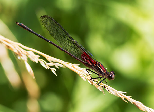 Damselfly Odonata 