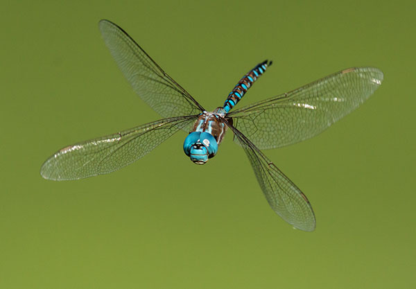 Blue-eyed Darner Rhionaeschna multicolor Dragonfly   