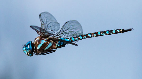 Blue-eyed Darner Rhionaeschna multicolor Dragonfly   