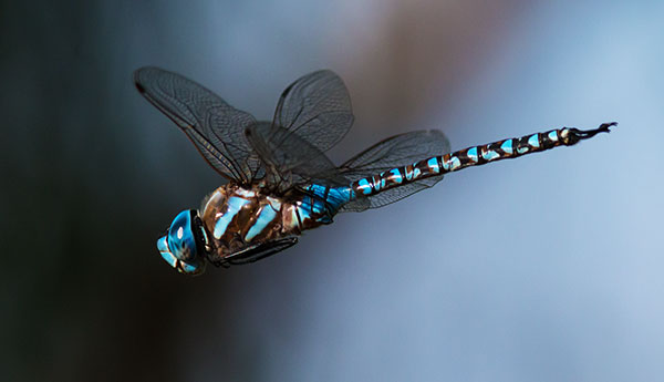Blue-eyed Darner Rhionaeschna multicolor Dragonfly   