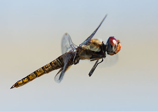 Dragonfly