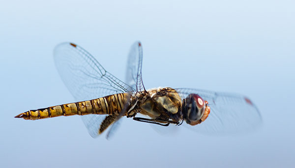 Dragonfly