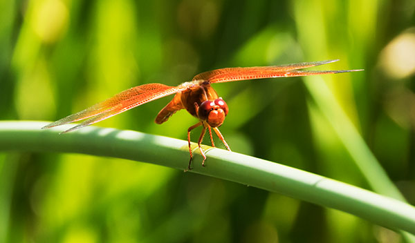 Flame Skimmer Libellula saturata Dragonfly