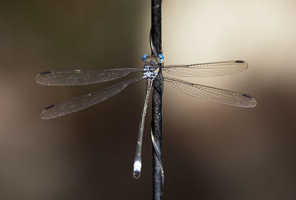 Damselfly Odonata 