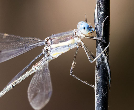 Damselfly Odonata 
