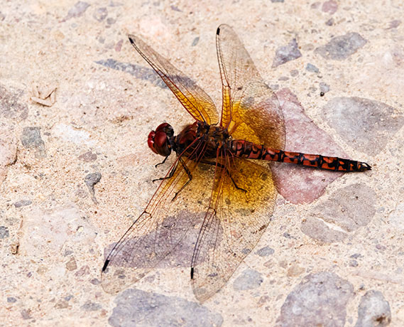 Dragonfly