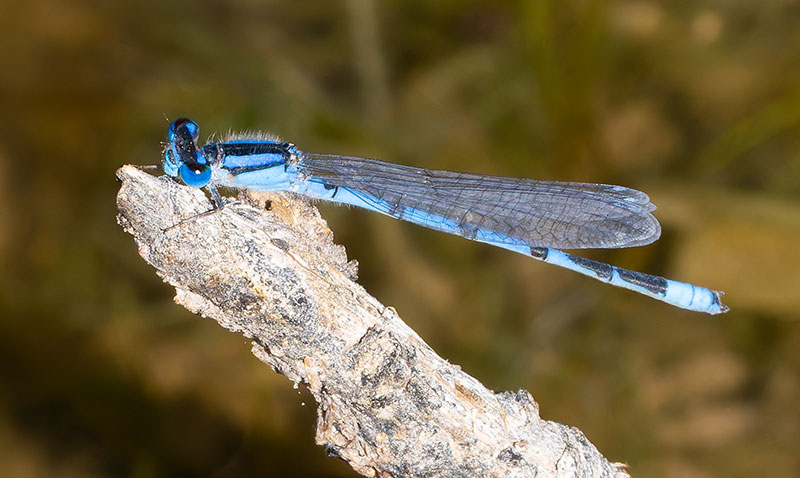 Damselfly Odonata 