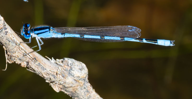 Damselfly Odonata 