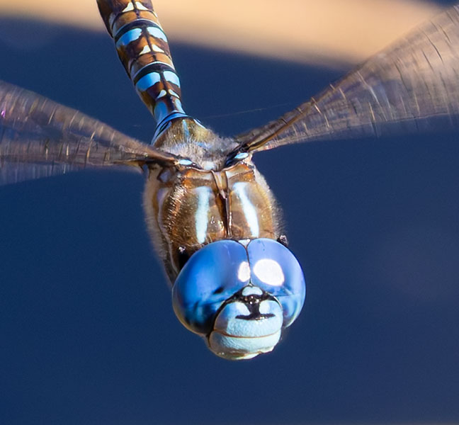 Blue-eyed Darner Rhionaeschna multicolor Dragonfly   