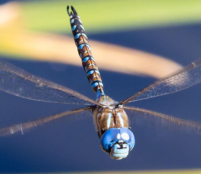 Blue-eyed Darner Rhionaeschna multicolor Dragonfly   