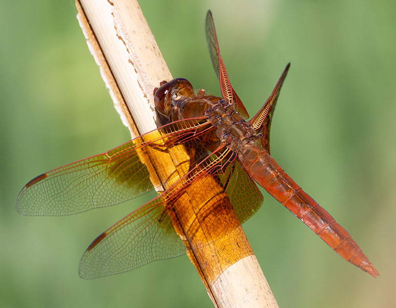 Flame Skimmer Libellula saturata Dragonfly
