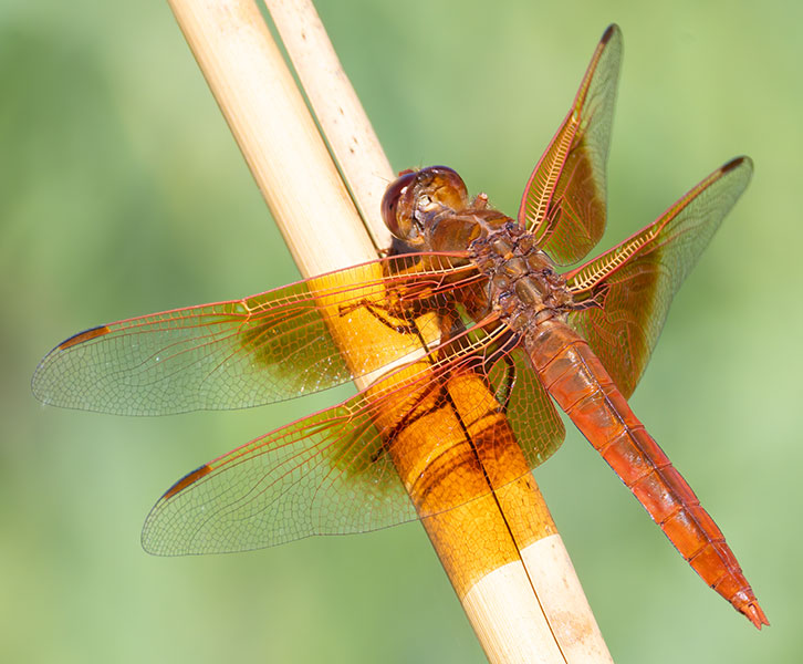 Flame Skimmer Libellula saturata Dragonfly
