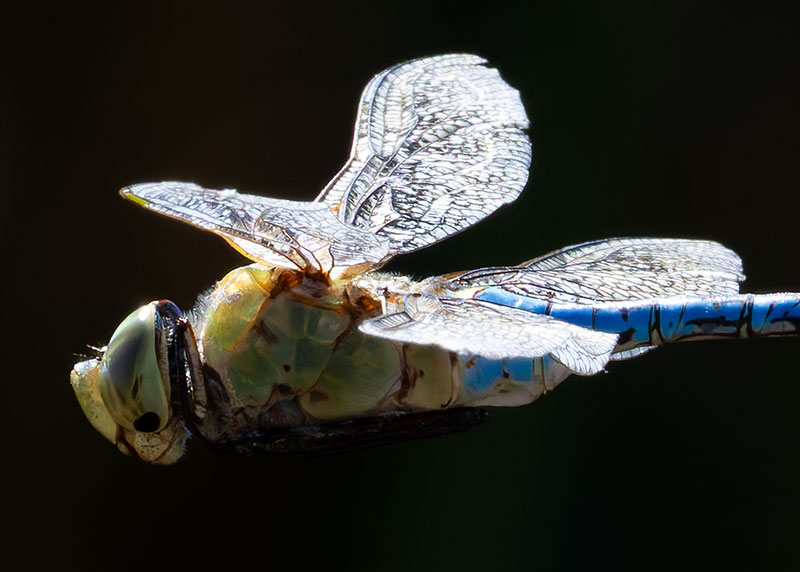 Dragonfly