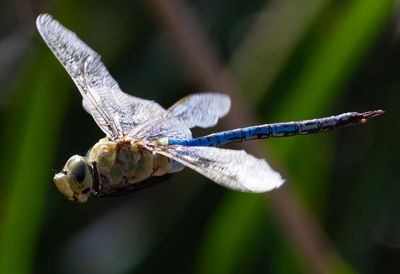 Dragonfly