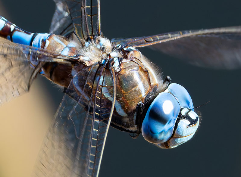 Blue-eyed Darner Rhionaeschna multicolor Dragonfly   