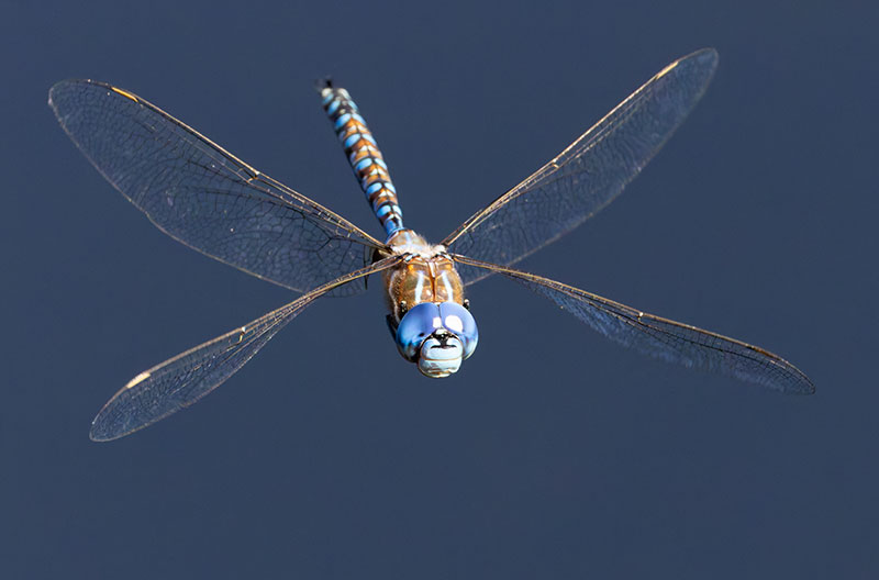 Blue-eyed Darner Rhionaeschna multicolor Dragonfly   