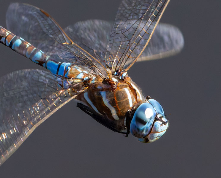 Blue-eyed Darner Rhionaeschna multicolor Dragonfly   