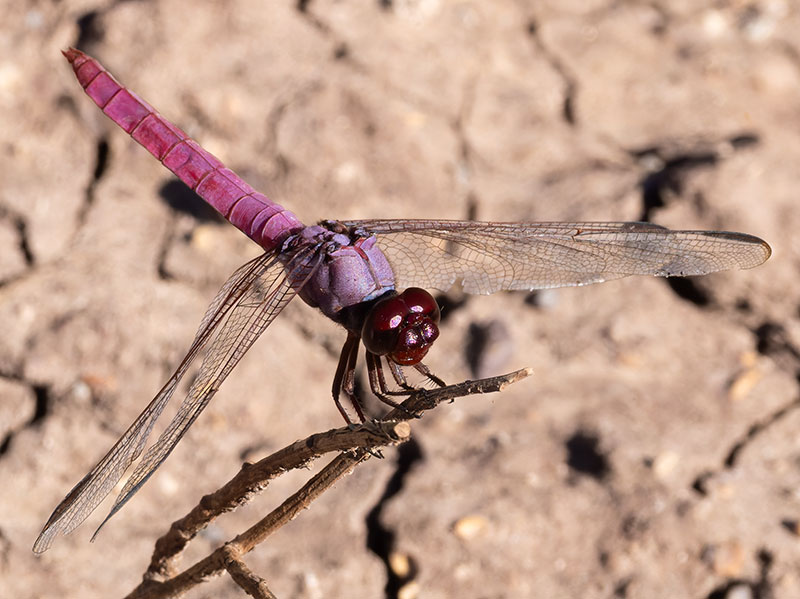 Dragonfly Odonata sp.  