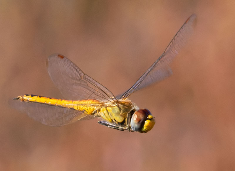 Dragonfly Odonata sp.  