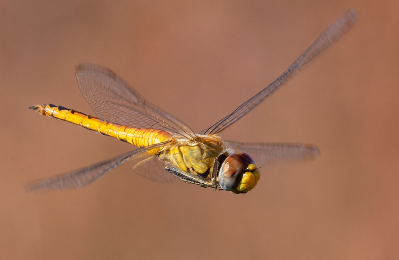 Dragonfly Odonata sp.  