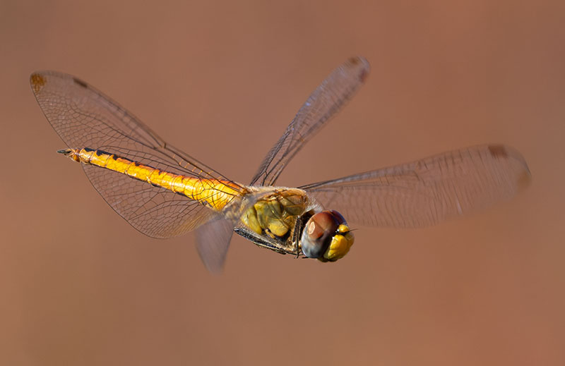 Dragonfly Odonata sp.  
