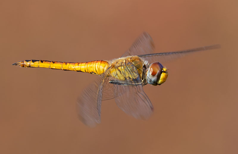 Dragonfly Odonata sp.  