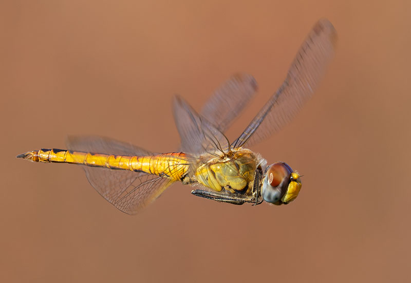 Dragonfly Odonata sp.  
