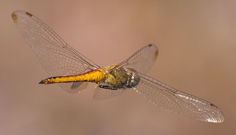 Dragonfly Odonata sp.  