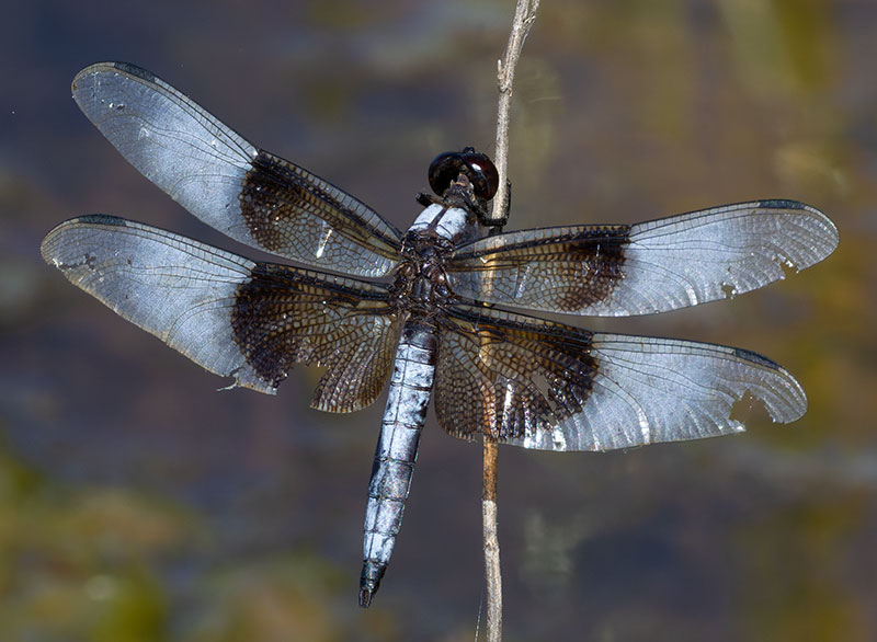 Dragonfly Odonata sp.  