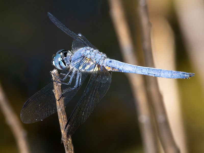 Dragonfly Odonata sp.  
