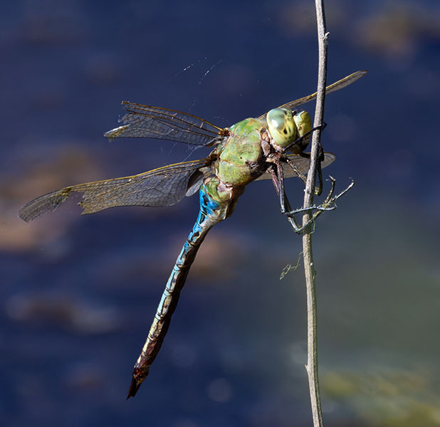 Dragonfly Odonata sp.  