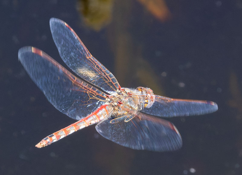 Dragonfly Odonata sp.  