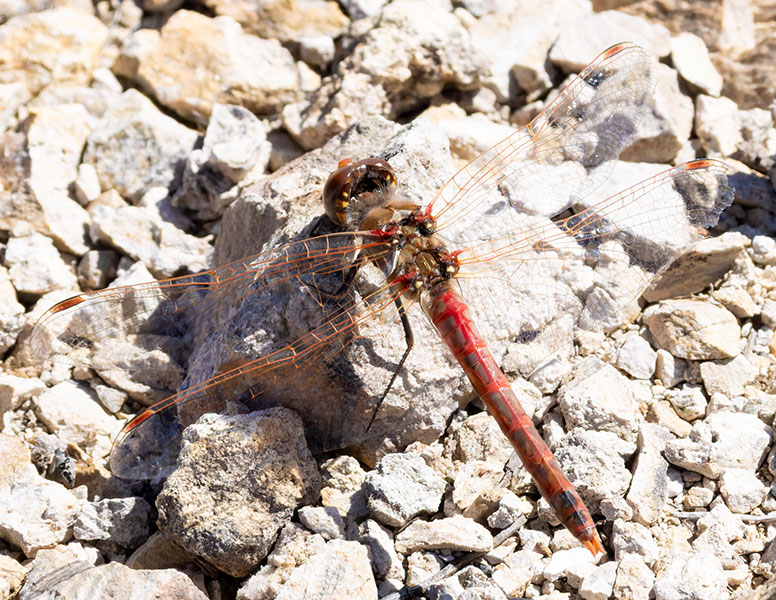 Dragonfly Odonata sp.  