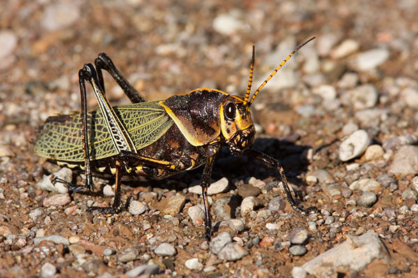 Horse Lubber Grasshopper Taeniopoda eques