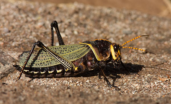 Horse Lubber Grasshopper Taeniopoda eques
