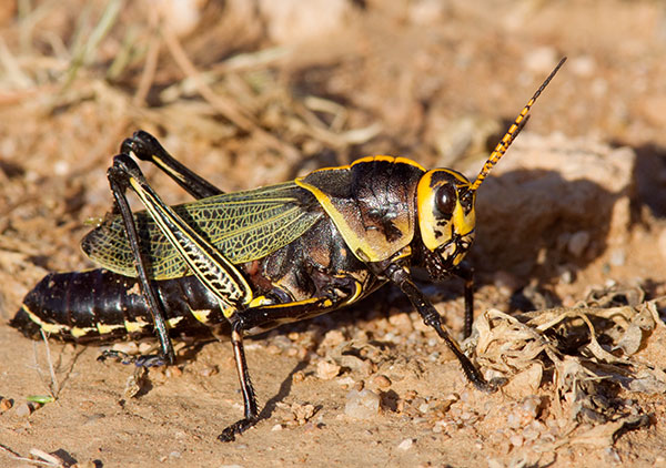 Horse Lubber Grasshopper Taeniopoda eques