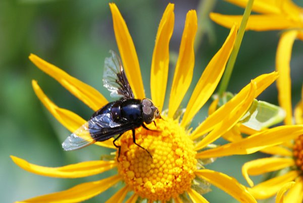 Flying+Insects+of+Michigan Flying Insects of Michigan http://www.rshantz.com/Animals/Insects ...
