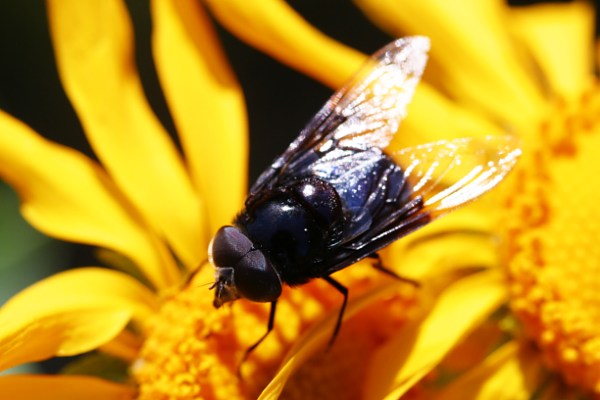 Flying+Insects+of+Michigan Flying Insects of Michigan http://www.rshantz.com/Animals/Insects ...